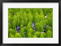 Framed Horsetail, Wild Hyacinth, And Grays Harbor