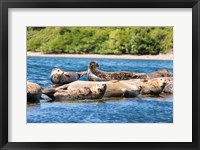 Framed Harbor Seal Gathering At Liberty Bay