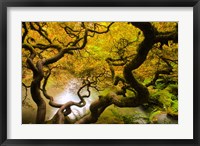 Framed Spring Japanese Maple Hanging Over A Pond