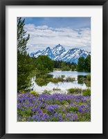 Framed Lupine Flowers With The Teton Mountains In The Background