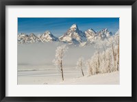 Framed Rimed Cottonwoods And Tetons From The Antelope Flats Road