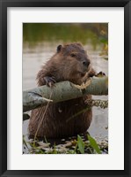 Framed North American Beaver Gnawing Through An Aspen