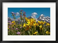 Framed Mule's Ear And Sticky Geraniumm Wyoming