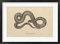 Framed Vintage Boa Constrictor