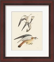 Framed 'Birds of Prey I' border=