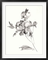 Framed Peony Blossoms Gray