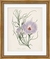 Framed 'Antique Botanical XXX Cream' border=