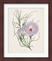 Framed 'Antique Botanical XXX Cream' border=