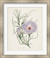 Framed 'Antique Botanical XXX Cream' border=