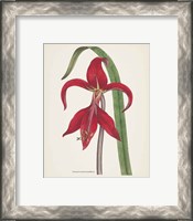 Framed 'Antique Botanical XIV Cream' border=