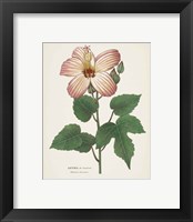 Framed 'Antique Botanical XXVII Cream' border=