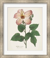 Framed 'Antique Botanical XXVII Cream' border=