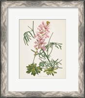 Framed 'Antique Botanical LVII Cream' border=