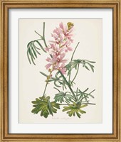 Framed 'Antique Botanical LVII Cream' border=