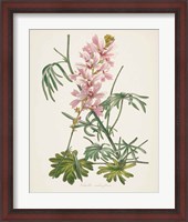 Framed 'Antique Botanical LVII Cream' border=