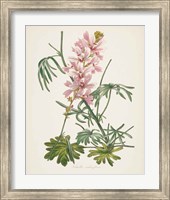 Framed 'Antique Botanical LVII Cream' border=