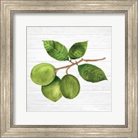 Framed 'Citrus Garden II Shiplap' border=