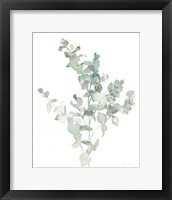 Eucalyptus II Cool Framed Print