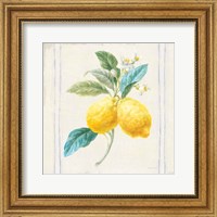 Framed 'Floursack Lemons III Sq Navy' border=