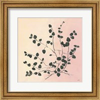 Framed 'Botanical Study VII Blush' border=