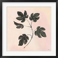 Framed 'Botanical Study III Blush' border=