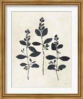 Framed 'Botanical Study IV' border=