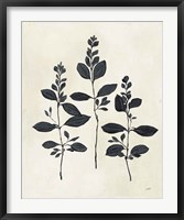 Framed Botanical Study IV