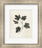 Framed 'Botanical Study III' border=