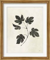 Framed 'Botanical Study III' border=