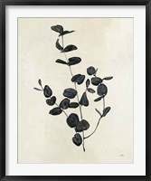 Framed Botanical Study II