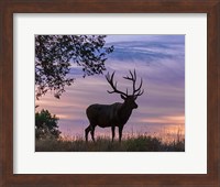 Framed Sunrise Bull