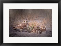 Framed Burrowing Owl