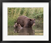 Framed Black Bear Sow and Cub II