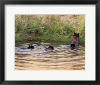 Framed Black Bear Sow and Cubs