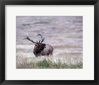 Framed Bull Elk in Montana