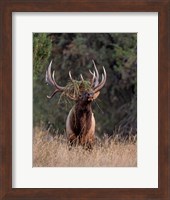 Framed Bull Elk in Montana III