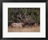 Framed Bull Elk in Montana IV