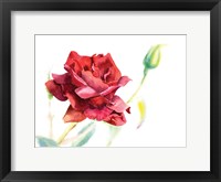 Framed Red Rose