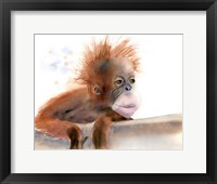 Framed Baby Monkey