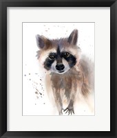 Framed Raccoon