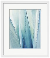 Framed 'Pale Blue Agave No. 1' border=