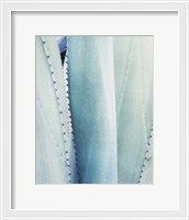 Framed 'Pale Blue Agave No. 3' border=