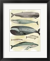 Framed Whales