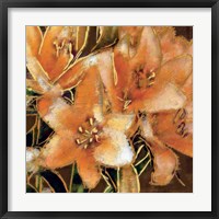 Apricot Dream I Framed Print