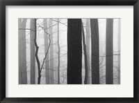 Framed Forest Code