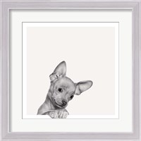 Framed Sweet Chihuahua