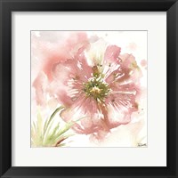 Blush Watercolor Poppy I Framed Print