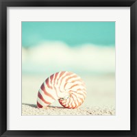 Framed Nautilus