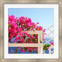 Framed Santorini Blooms