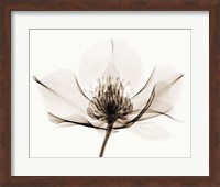 Framed 'Hellebore I' border=